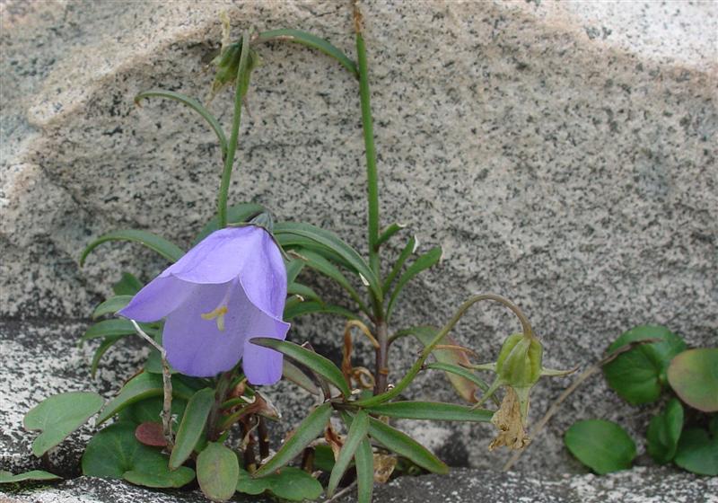 Blubell plant growing out of crack in granite boulder