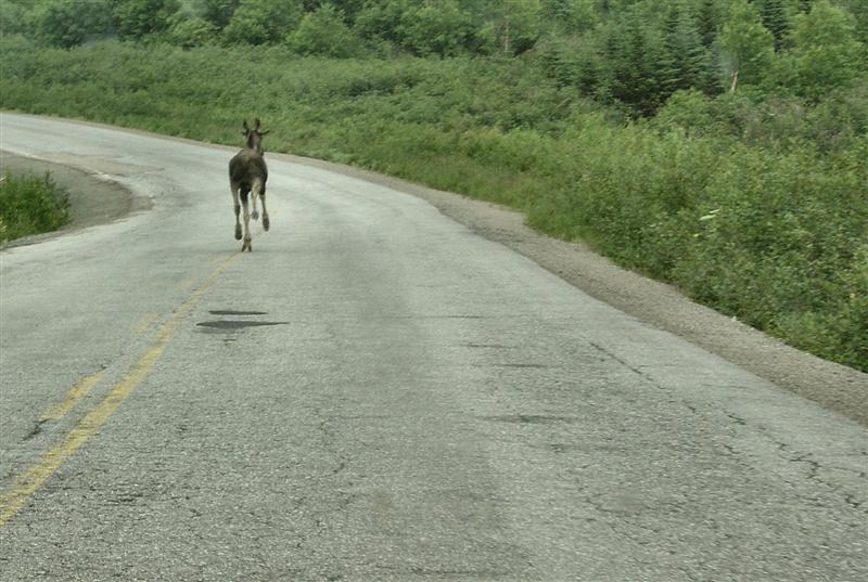 Moose running ahead of our car on the Baie Verte Highway