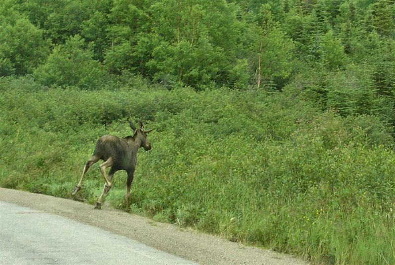 Moose finally finding a path away from the road...
