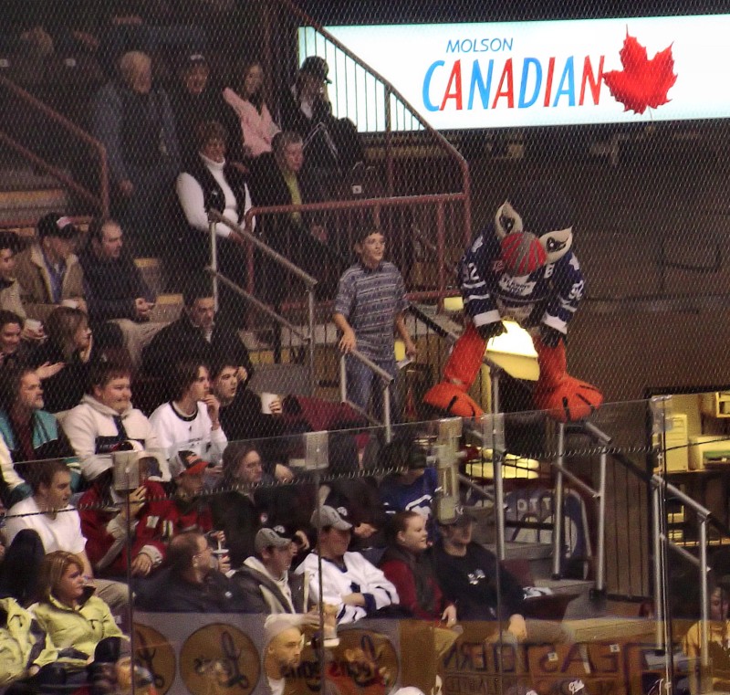 Buddy the Puffin's acrobatics