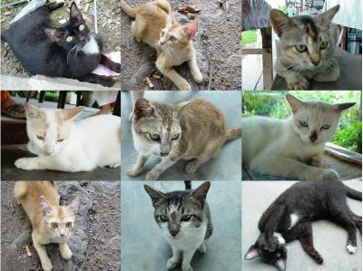 Stray Cats of Malaysia