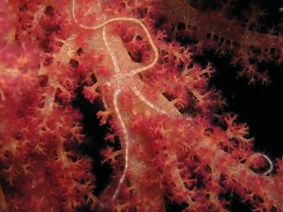 Brittlestar on a soft coral