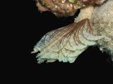 Tube Worm
