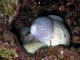 Peppered Moray
