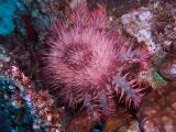 Crown of Thorns Starfish
