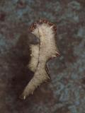 Flat Worm