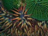Crown of Thorns Starfish
