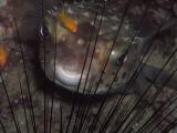Puffer fish
