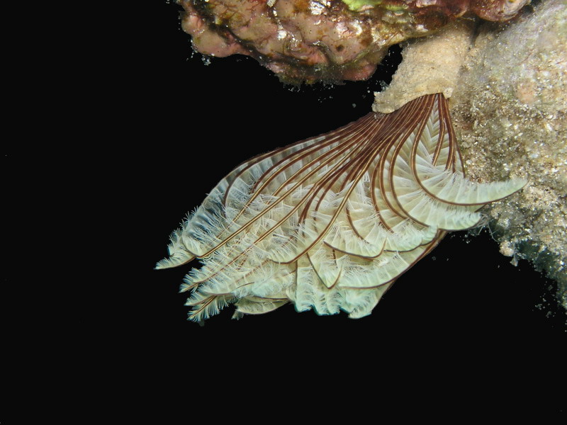Tube Worm