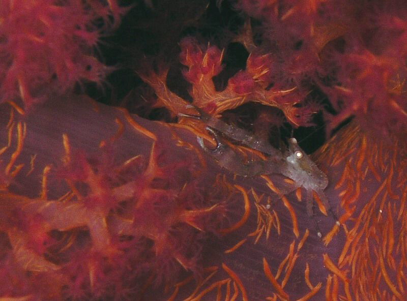 Squat Lobster on a soft cotal