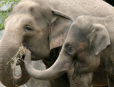 Bronx Zoo: Elephants & Rhinos
