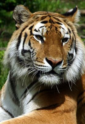 Bronx Zoo: Tigers