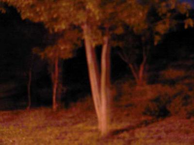 blair-witch