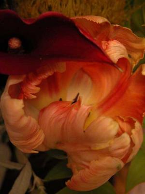 parrot calla