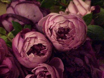 whim rose