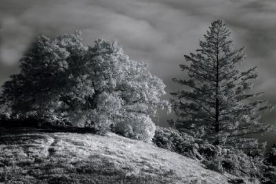 infrared_photography