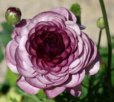 Magenta Ranunculus