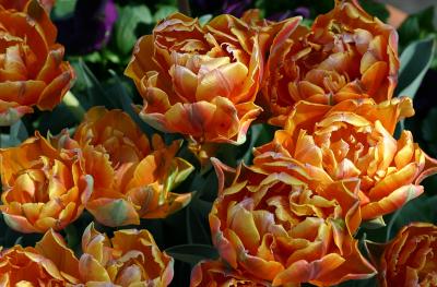 Yellow-Orange-Mahogany Tulips