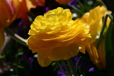 Yellow Ranunculus