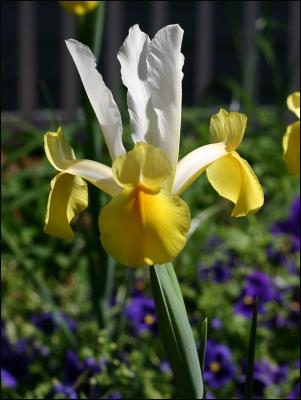 Iris