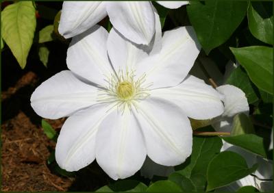 WhiteClematis