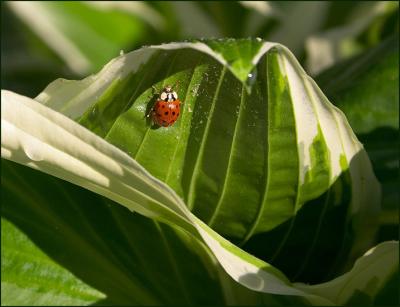 Ladybug on Hosta