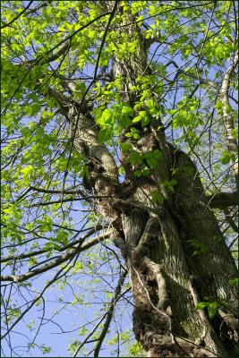 Trunk with Vines