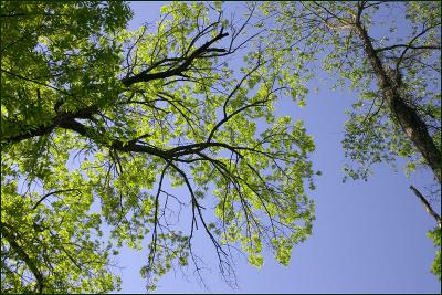 Sun through the leaves