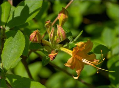 Orange Wild Azalea