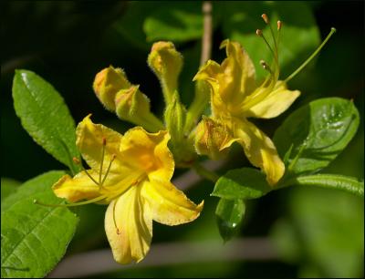 Yellow Wild Azalea