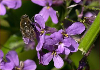 Bee on Phlox