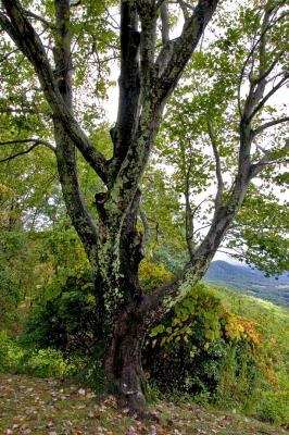 Tree on Blue Ridge Parkway