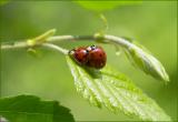 Ladybugs or Lovebugs?
