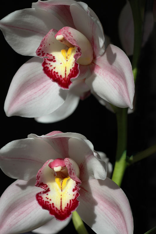 DSC_4113pslow res P.jpg