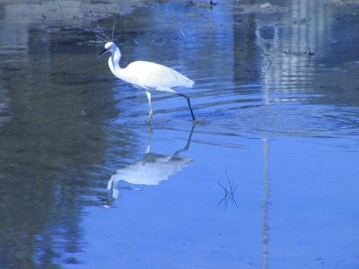 Egret.jpg