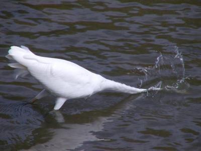 Egret Striking.jpg