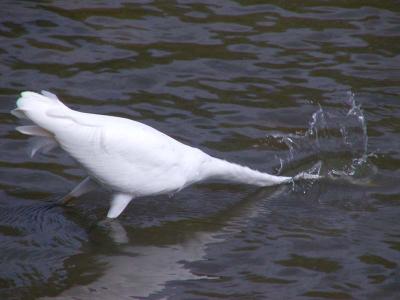 Egret Strikingsmall .jpg