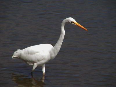 Egret Stalking.jpg