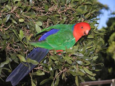 King Parrot2.jpg