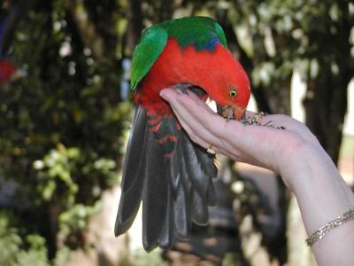 King Parrot3.jpg