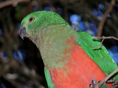 King Parrot4.jpg
