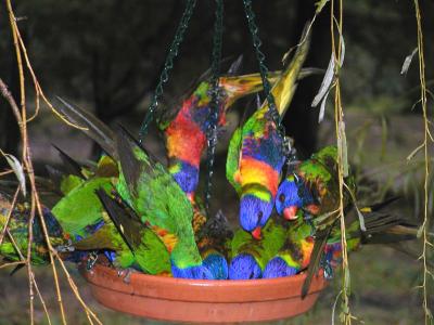 Rainbow Breakfast.jpg