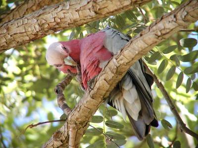 Galah Cleaning.jpg
