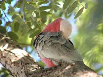 Galah cleaning 7.jpg
