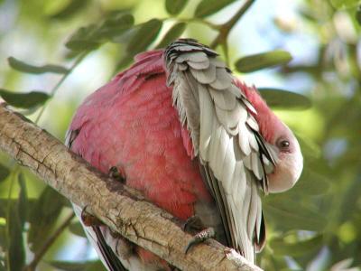 Galah Cleaning3.jpg
