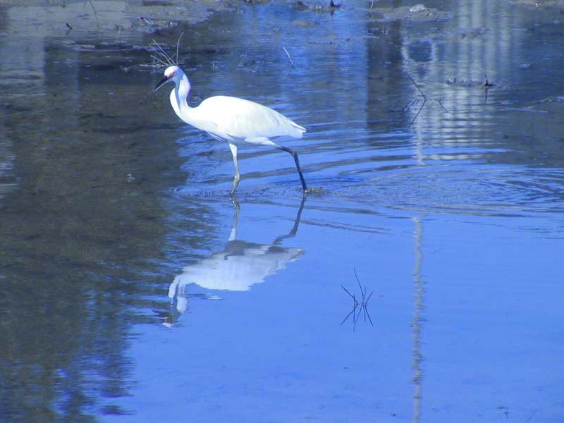 Egret.jpg