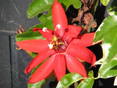 IMG_0111.jpg