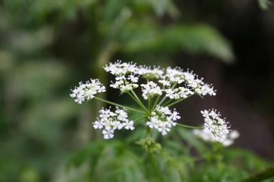 Trailside wildflower