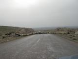 Just the sheeps crossing the road