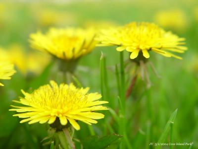 Spring Flowers